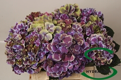 Hydrangea Harlekijn Classic 40cm 13-15cm Hd