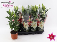 Lily Oriental Sunny Keys 13Ø 48cm