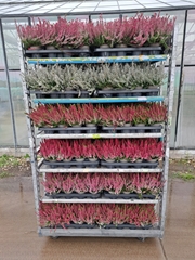 Calluna Garden Girls Mix 11Ø 20cm