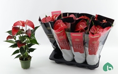 Anthurium Querida 14Ø 50cm