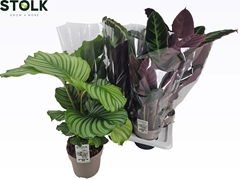 Calathea Mixed 4 Varietys 17Ø 60cm