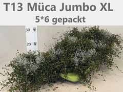 Leucophyta Brownii 13Ø 25cm