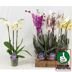 Phalaenopsis Mix 4 Colours 12Ø 50cm 3st