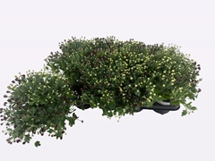 Chrysanth Gardenmumsaic Carnaval 12Ø 25cm