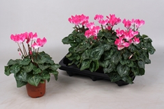 Cyclamen Midi Indiaka 10Ø 20cm