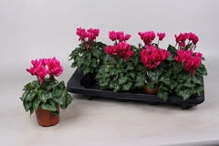 Cyclamen Super Serie Verano 10Ø 20cm