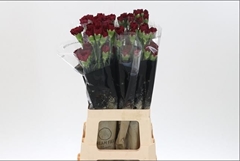 Dianthus Single Zurigo 65cm