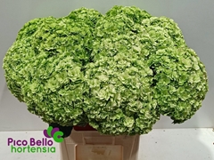 Hydrangea Royal Highness Classic 80cm 20-22cm Hd