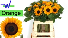 Helianthus Sunrich Orange 60cm