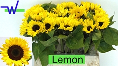 Helianthus Sunrich Lemon 40cm