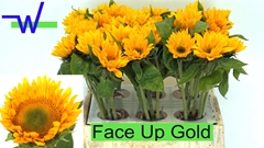 Helianthus Sunrich Up Gold 40cm