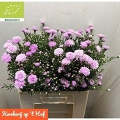 Aster Double Date Pink 60cm 25gr.