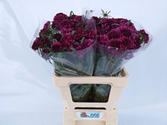 Scabiosa Red Velvet Scoop 55cm