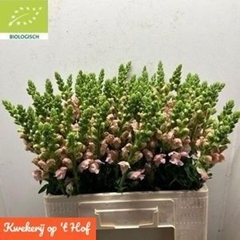 Antirrhinum Avignon Rose 60cm