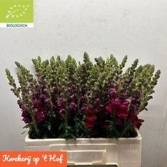 Antirrhinum Potomac Crimson 60cm