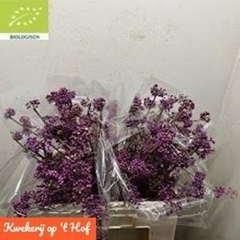 Callicarpa Bodinieri Profusion 60cm