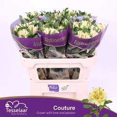 Alstroemeria Fashionista Couture 70cm 55gr.