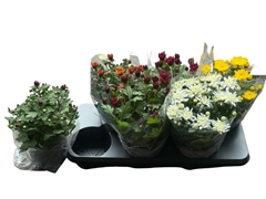 Chrysanth Double Mix 15Ø 30cm