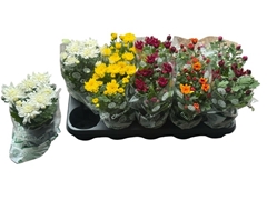 Chrysanth Mix 6 Mix 12Ø 23cm