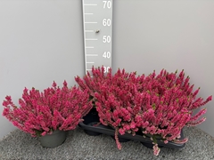 Calluna Garden Girls Mix 17Ø 30cm