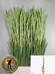 Gladiolus Karma 100cm 110gr.