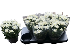 Chrysanth Mount Gerlach 15Ø 28cm