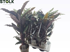Calathea Rufibarba 17Ø 80cm