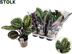 Calathea Medallion 17Ø 80cm
