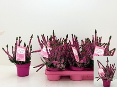 Calluna Vulgaris Garden Girls Nexxt Mix 11Ø 25cm
