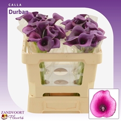 Zantedeschia Durban 50cm