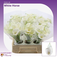 Zantedeschia Whitehorse 40cm
