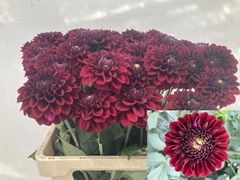 Dahlia Black Fox 60cm