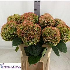 Hydrangea My Beautiful Heaven Classic 80cm 20-22cm Hd