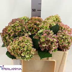 Hydrangea My Beautiful Heaven Classic 50cm 14-16cm Hd