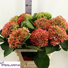 Hydrangea My Beautiful Heaven Classic 80cm 19-21cm Hd