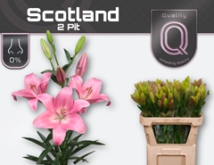 Lily La Scotland 80cm 2+