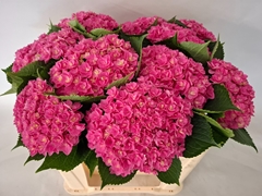 Hydrangea Royal Kiss 50cm 15-17cm Hd