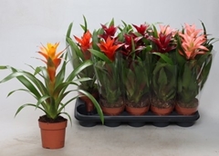 Guzmania Mix 12Ø 40cm