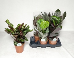 Calathea Mix 17Ø 55cm