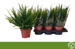 Nephrolepis Green Lady 17Ø 55cm
