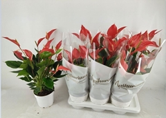Anthurium Banderola Roja 17Ø 58cm