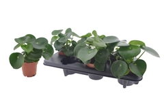Peperomia Polybotrya Raindrop 12Ø 22cm