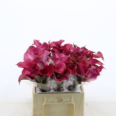 Zantedeschia Tokyo 40cm Twisted