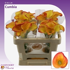 Zantedeschia Cumbia 50cm