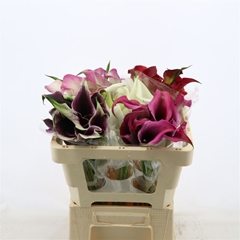 Zantedeschia Mixed 50cm Twisted