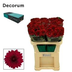 Chrysanth Single Pip Red 70cm 90gr.