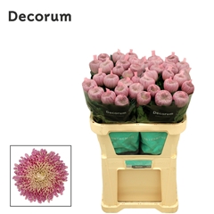 Chrysanth Single Couture 70cm 105gr.