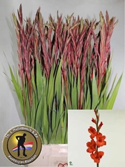 Gladiolus Magma 110cm 170gr.