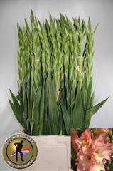 Gladiolus Careless 100cm 170gr.