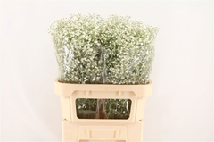 Gypsophila Gypso Queen 80cm 35gr.